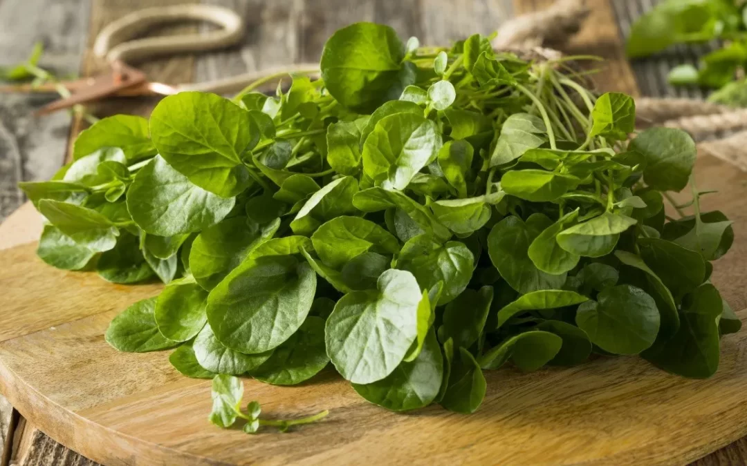 Berro: Un Alimento Medicinal.